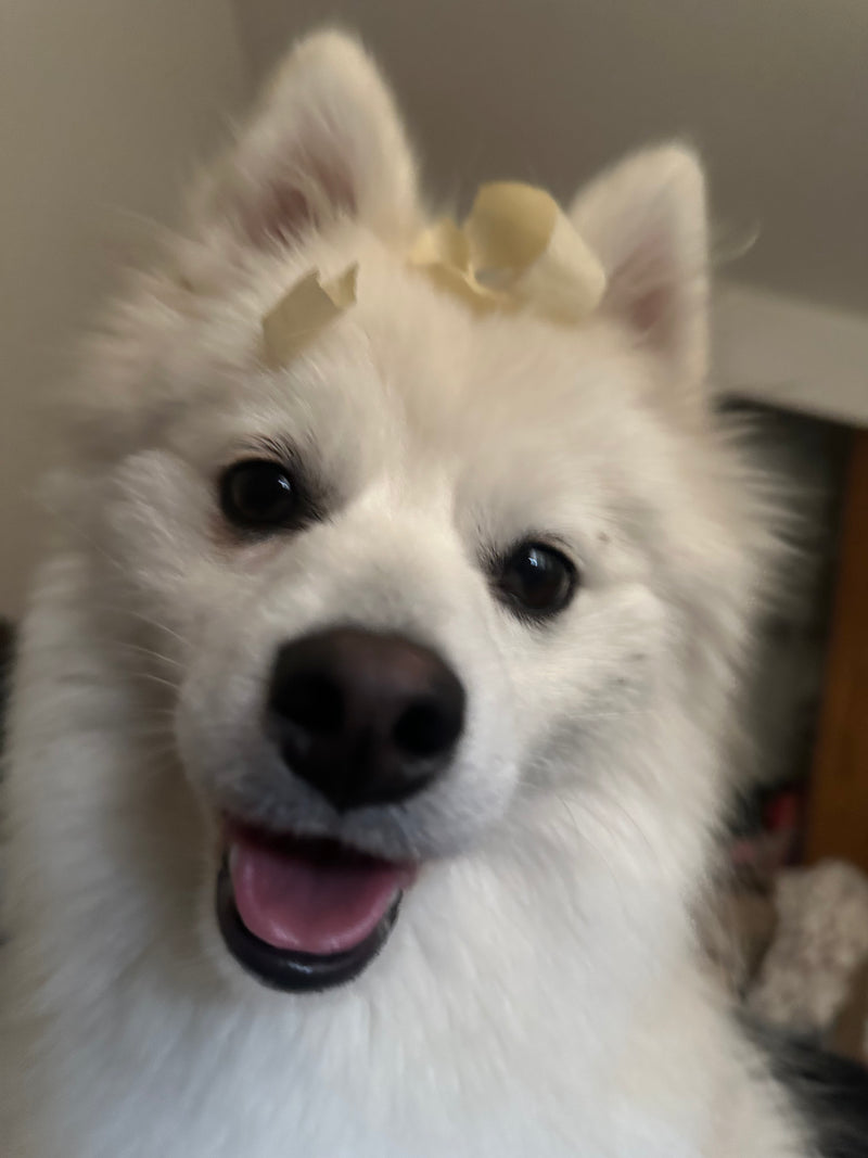 Nanook